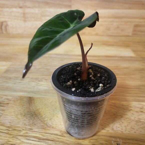 Alocasia Amazonica 'Polly' Elephant Ear Plant - Picture 9 of 12